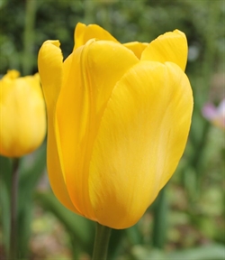 Tulipan Jan Van Nes 8 løg